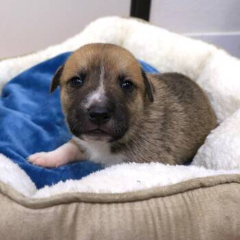 Pit Bull Terrier Dogs Available for Adoption in Rifle, Colorado - Zinc (26-1E-1) | PetCurious
