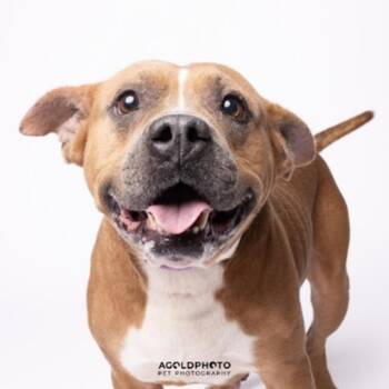 Terrier and Mixed Breed Dogs Available for Adoption - S/C Mike | PetCurious
