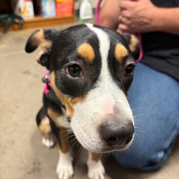 Lala -  Hound Dog for Adoption in Yuma, Arizona - Lala | PetCurious