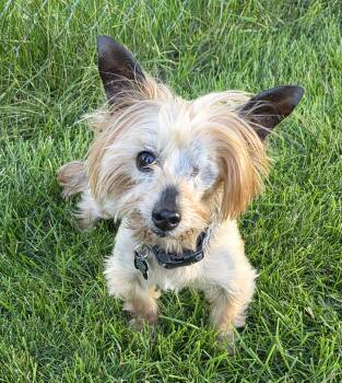 Mickie -  Yorkshire Terrier Dog for Adoption in Lisbon, Iowa - Mickie | PetCurious
