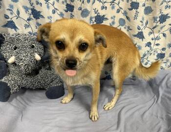 A612277 -  Chihuahua and Mixed Breed Dog for Adoption in Modesto, California - A612277 | PetCurious