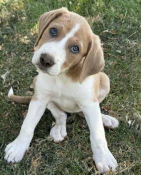Abby -  Hound Dog for Adoption in Sunnyvale, California - Abby | PetCurious