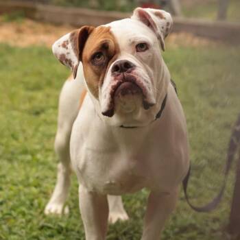 Bambina -  Mixed Breed and Boxer Dog for Adoption in Philadelphia, Pennsylvania - Bambina | PetCurious