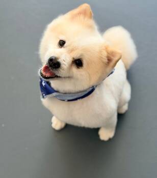 Mr Fluffy foster to adopt -  Pomeranian Dog for Adoption in Houston, Texas - Mr Fluffy Foster To Adopt | PetCurious