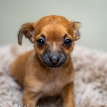 Chihuahua and Mixed Breed Dogs Available for Adoption in Gainesville, Georgia - Violet | PetCurious