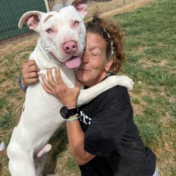 Mixed Breed Dogs Available for Adoption in Tunica, Mississippi - Fabio | PetCurious