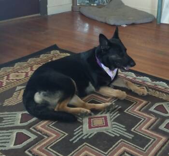 Rescue German Shepherd Dog Dogs for Adoption in Dallas, Texas - Emily | PetCurious