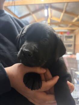 Labrador Retriever and Rottweiler Dogs Available for Adoption - Krista