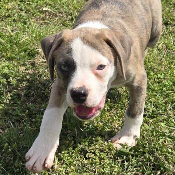 Plott Hound Dogs Available for Adoption in Limestone, Tennessee - Patrick | PetCurious