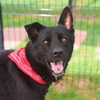 LUCAS -  German Shepherd Dog Dog for Adoption in San Antonio, Texas - LUCAS | PetCurious
