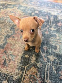 Rescue Chihuahua and Dachshund Dogs for Adoption in Redondo Beach, California - Biscuit Is A Sweet Puppy | PetCurious