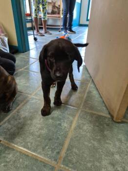 Rosa -  Labrador Retriever and Pit Bull Terrier Dog for Adoption in Shelby County, Texas - Rosa | PetCurious