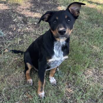 Charlie -  Chihuahua and Australian Cattle Dog Blue Heeler Dog for Adoption in Dallas, Texas - Charlie | PetCurious
