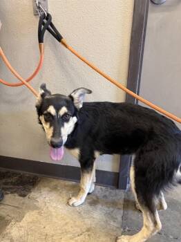 FLINT -  German Shepherd Dog Dog for Adoption in Ontario, California - FLINT | PetCurious