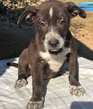 Souffle -  Mixed Breed and Hound Dog for Adoption in Brookshire, Texas - Souffle | PetCurious