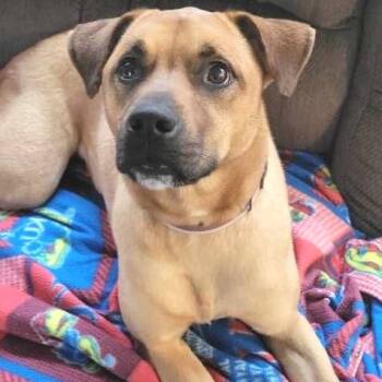 Rescue Shepherd Dogs for Adoption in Lenexa, Kansas - Ketchup | PetCurious
