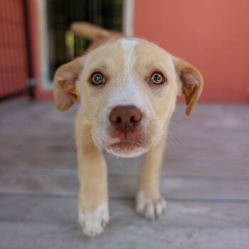 Mixed Breed Dogs Available for Adoption - Rohan | PetCurious