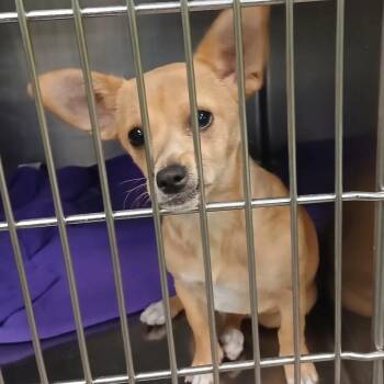 Chihuahua and Mixed Breed Dogs Available for Adoption in Spokane, Washington - Honey | PetCurious