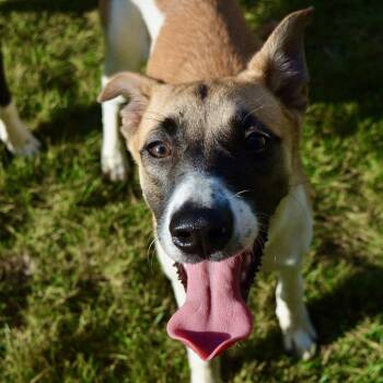 Rescue Shepherd Dogs for Adoption in Calera, Alabama - Bandit | PetCurious