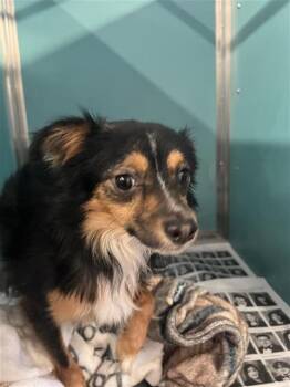 PARFAIT -  Terrier Dog for Adoption in San Antonio, Texas - PARFAIT | PetCurious