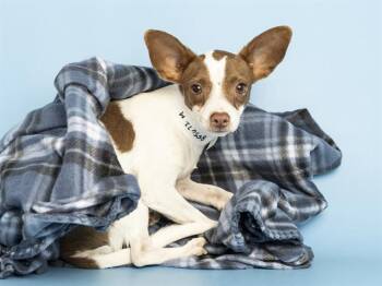 BIG GUY -  Chihuahua and Mixed Breed Dog for Adoption in Phoenix, Arizona - BIG GUY | PetCurious