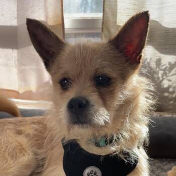 Terrier Dogs Available for Adoption - Toby | PetCurious