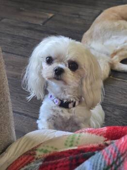 Bella Mae -  Maltese Dog for Adoption in Elmwood Park, Wisconsin - Bella Mae | PetCurious
