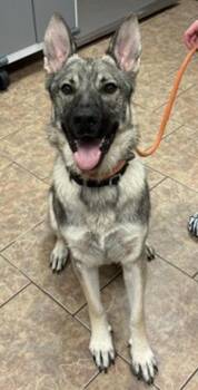 Rampage -  German Shepherd Dog Dog for Adoption in Littleton, Colorado - Rampage | PetCurious