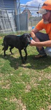 Labrador Retriever and Mixed Breed Dogs Available for Adoption in Broomfield, Colorado - Cranston / Suki | PetCurious