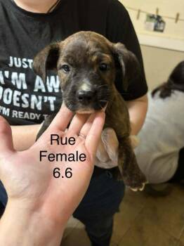 Johnson Rs : Rue -  Boxer and Australian Shepherd Dog for Adoption in Aurora, Indiana - Johnson Rs : Rue | PetCurious