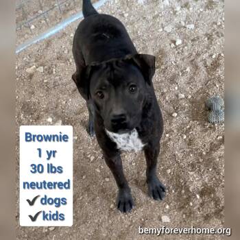 Rescue Cattle Dog Dogs for Adoption in Plano, Texas - Brownie | PetCurious