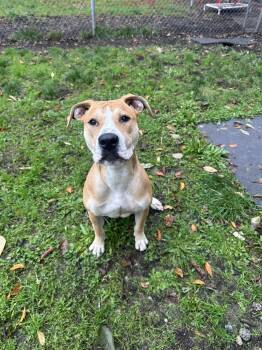 Rescue Pit Bull Terrier and Labrador Retriever Dogs for Adoption in Vancouver, British Columbia - Gal | PetCurious