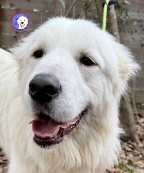 Great Pyrenees Dogs Available for Adoption - Finn | PetCurious