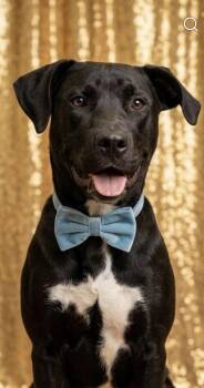 Dover -  Labrador Retriever Dog for Adoption in San Diego, California - Dover | PetCurious