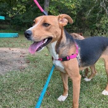 Rescue Hound Dogs for Adoption in Dawsonville, Georgia - Star | PetCurious