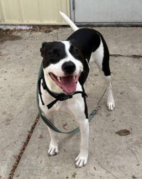 Rescue Mixed Breed Dogs for Adoption in Dekalb, Illinois - Zeus | PetCurious