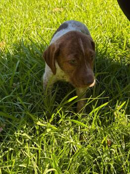 Australian Cattle Dog Blue Heeler and Golden Retriever Dogs Available for Adoption in New Baltimore, Michigan - Raspberry | PetCurious