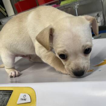 Odie -  Chihuahua Dog for Adoption in Tampa, Florida - Odie | PetCurious