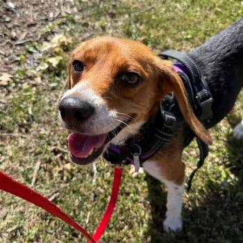 Molly -  Beagle Dog for Adoption in Fairfax Station, Virginia - Molly | PetCurious