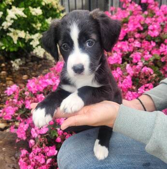 Hound and Border Collie Dogs Available for Adoption in Lathrop, California - Aura | PetCurious