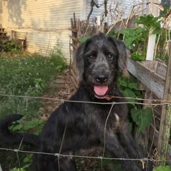 Giant Schnauzer Dogs Available for Adoption in Brookeville, Maryland - Sherlock | PetCurious
