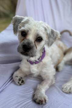 Barley -  Shih Tzu Dog for Adoption in Sandy Springs, Georgia - Barley | PetCurious