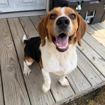 Beagle Dogs Available for Adoption in Savannah, Georgia - Jed | PetCurious