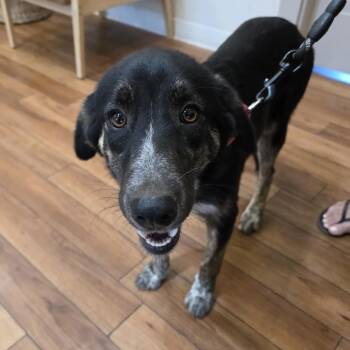 Mazie -  Shepherd Dog for Adoption in Ojai, California - Mazie | PetCurious