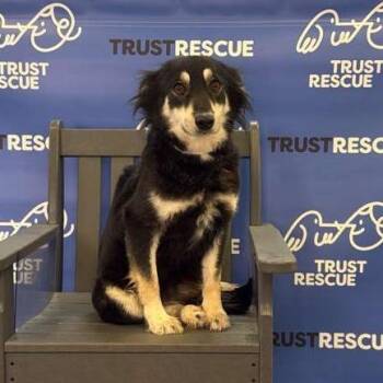 ZOEY -  Border Collie and Mixed Breed Dog for Adoption in Waterford, New Jersey - ZOEY | PetCurious