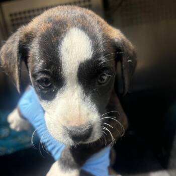 Peach -  Pit Bull Terrier Dog for Adoption in Birmingham, Alabama - Peach | PetCurious