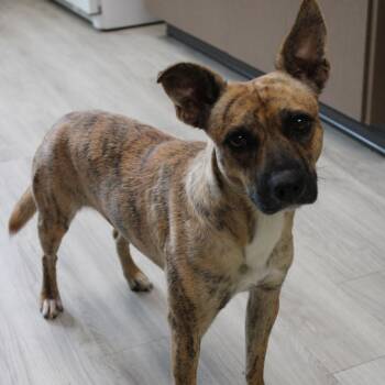 Rescue Terrier Dogs for Adoption in Cleveland, Mississippi - Iowa | PetCurious