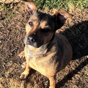 Lacey -  Mountain Cur Dog for Adoption in Chuckey, Tennessee - Lacey | PetCurious