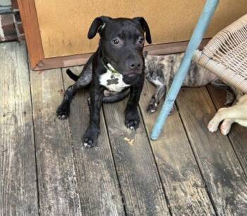 Kevin Malone (The Office Litter) -  Staffordshire Bull Terrier Dog for Adoption in Holly Springs, North Carolina - Kevin Malone (The Office Litter) | PetCurious
