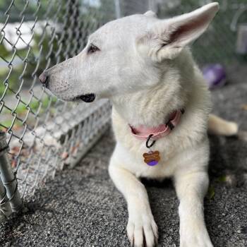 Teresa (26-305) -  German Shepherd Dog Dog for Adoption in New Ringgold, Pennsylvania - Teresa (26-305) | PetCurious